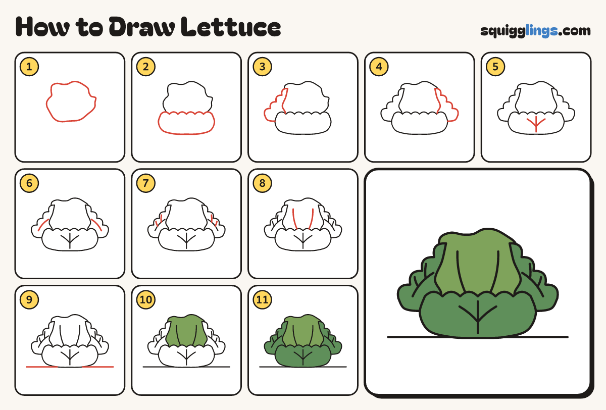How to Draw Lettuce step by step: all 11 steps in one picture