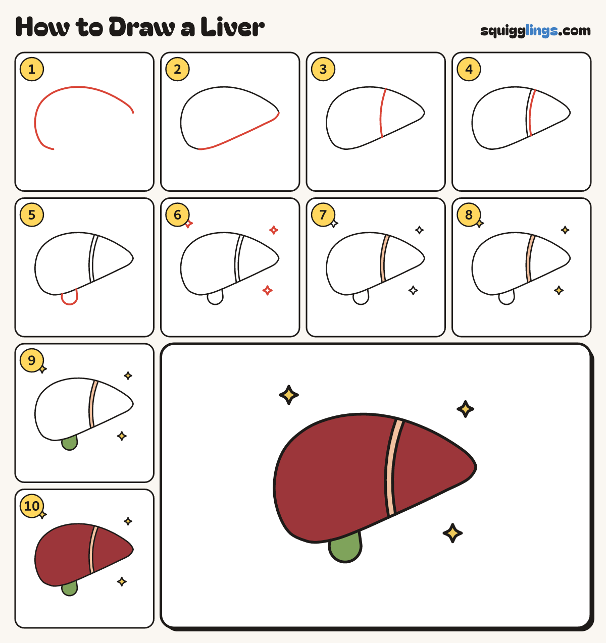 How to Draw a Liver step by step: all 10 steps in one picture