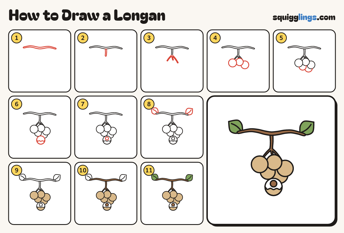 How to Draw a Longan step by step: all 11 steps in one picture