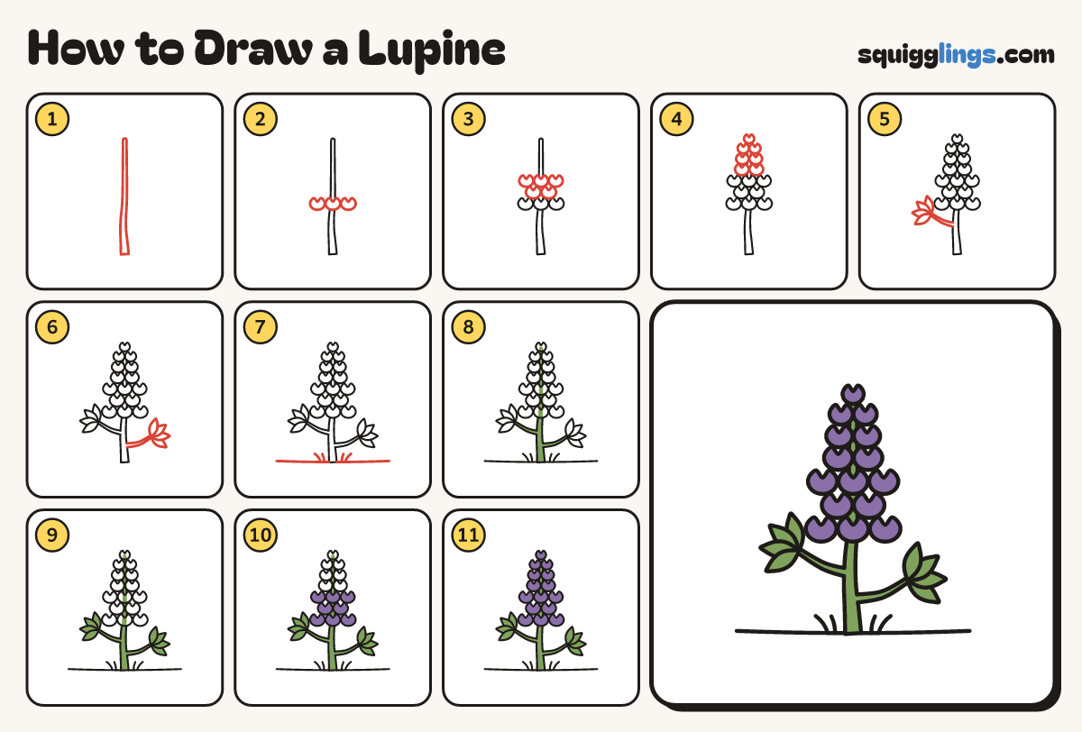How to Draw a Lupine step by step: all 11 steps in one picture