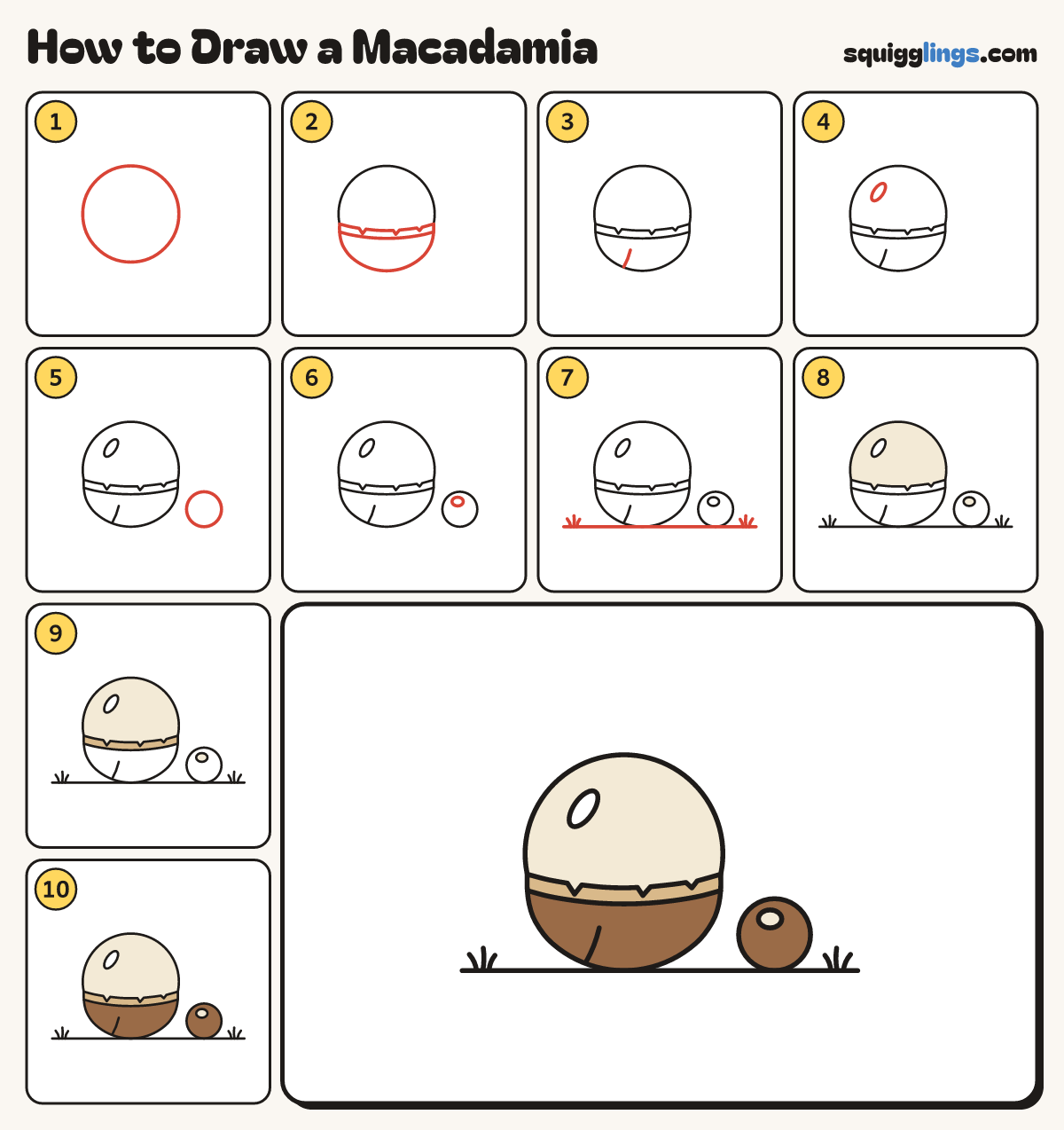 How to Draw a Macadamia step by step: all 10 steps in one picture