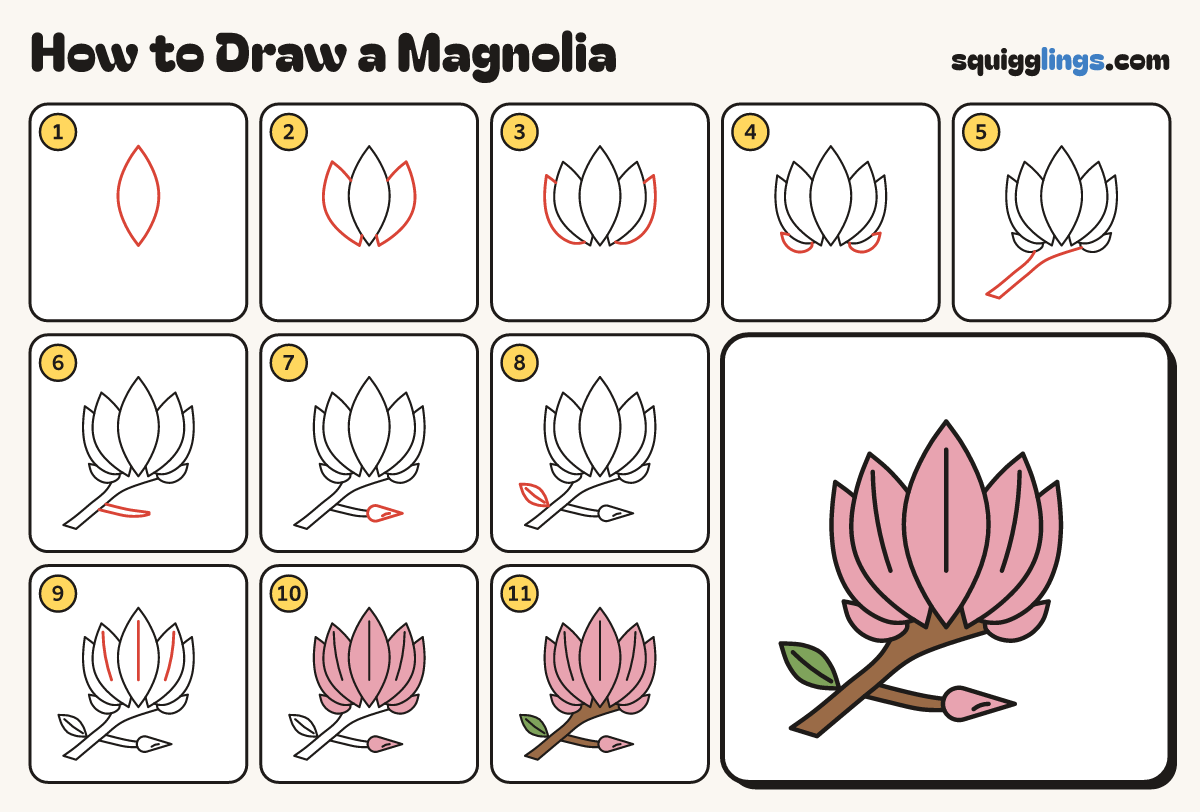 How to Draw a Magnolia step by step: all 11 steps in one picture