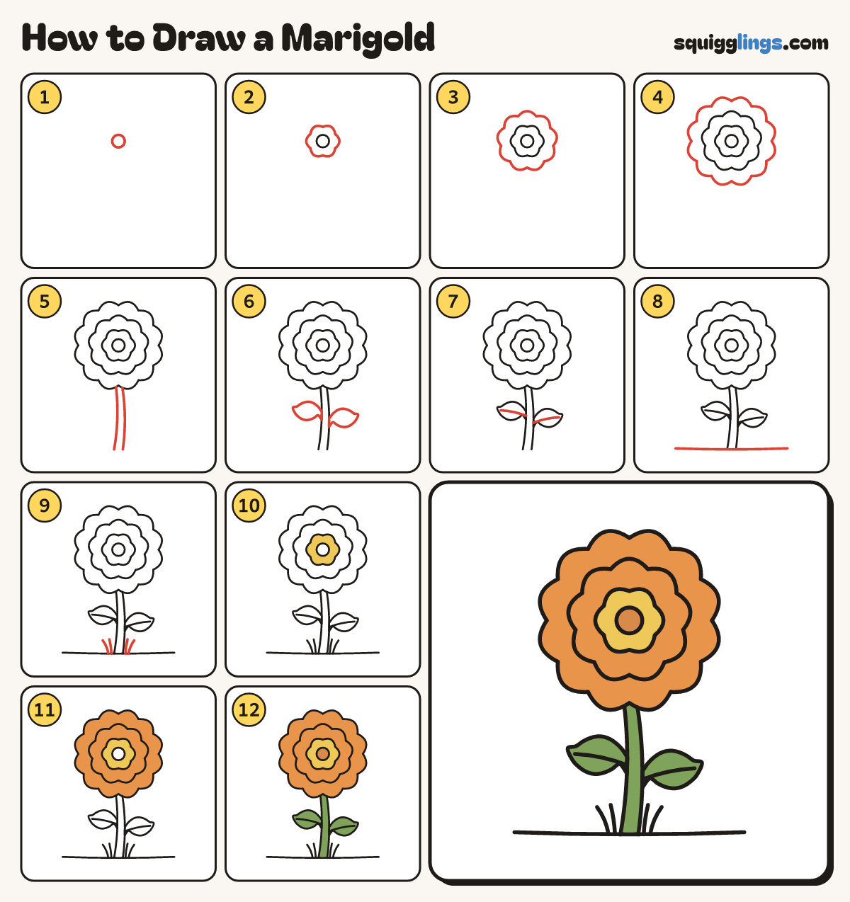 How to Draw a Marigold step by step: all 12 steps in one picture