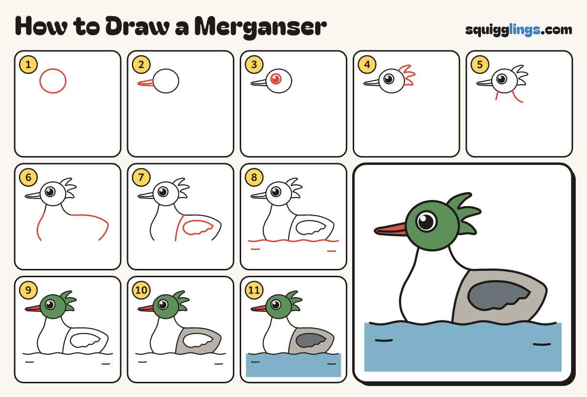 How to Draw a Merganser step by step: all 11 steps in one picture