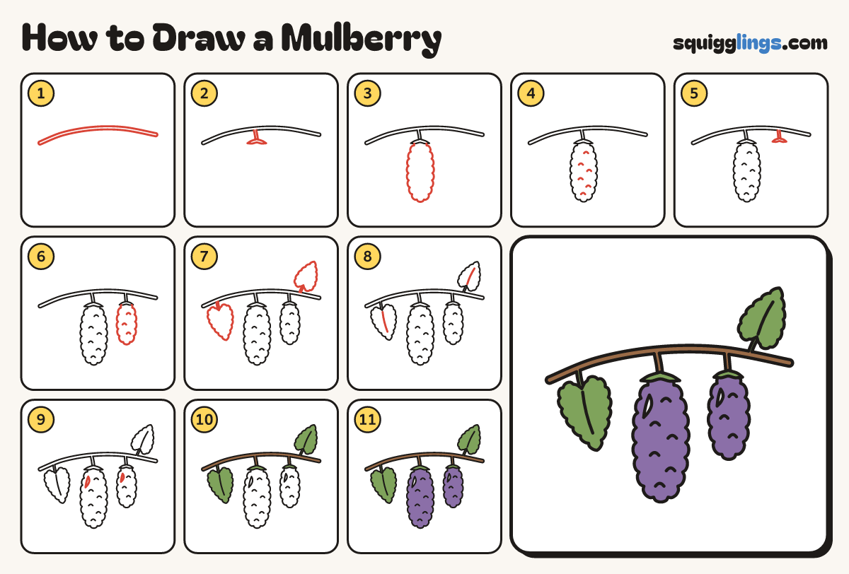 How to Draw a Mulberry step by step: all 11 steps in one picture