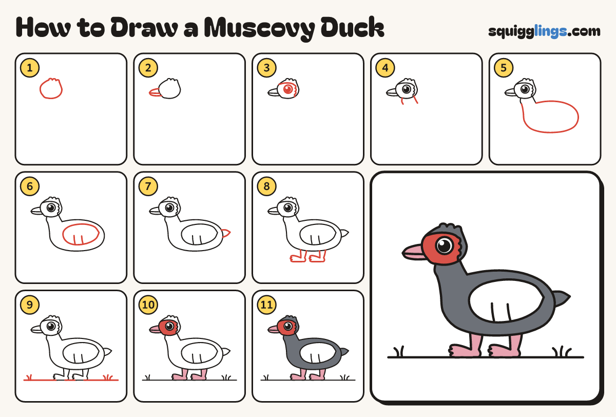 How to Draw a Muscovy Duck step by step: all 11 steps in one picture
