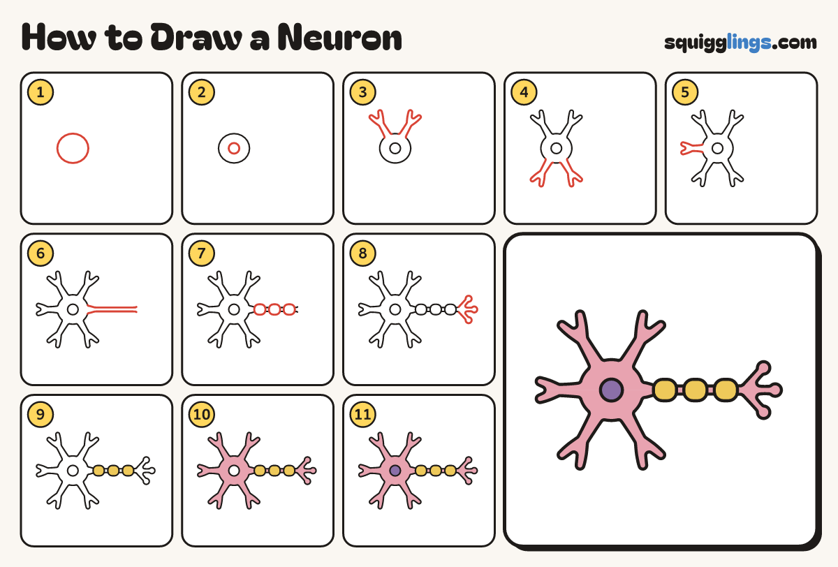 How to Draw a Neuron step by step: all 11 steps in one picture