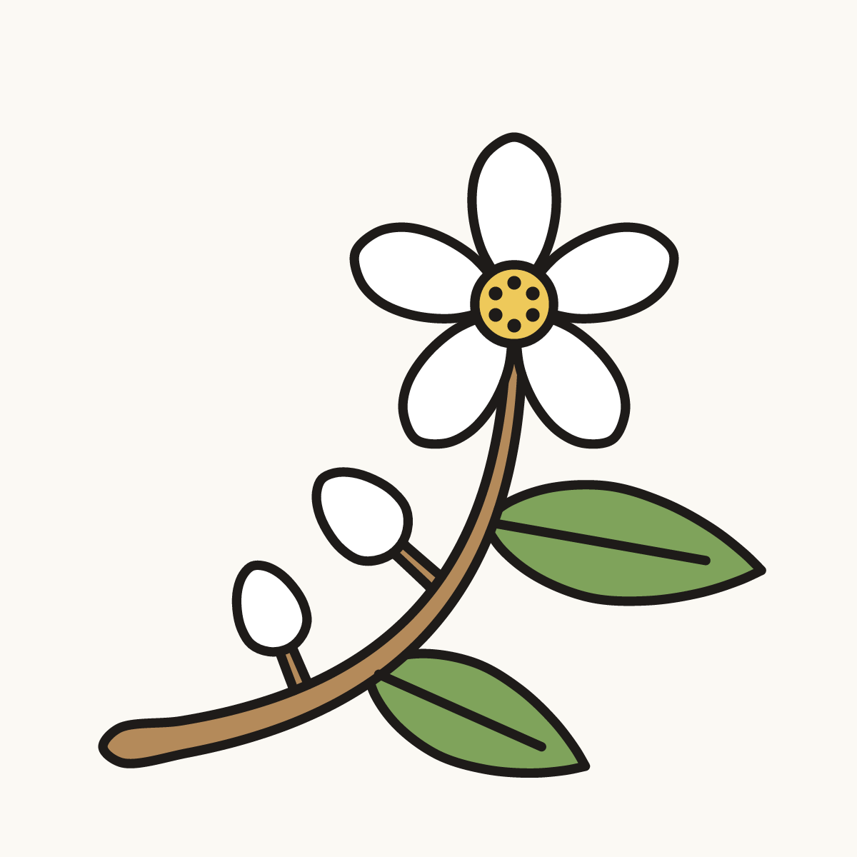 Finished drawing of an orange blossom