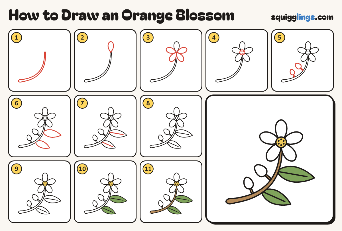 How to Draw an Orange Blossom step by step: all 11 steps in one picture