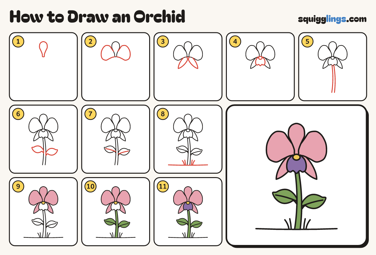 How to Draw an Orchid step by step: all 11 steps in one picture