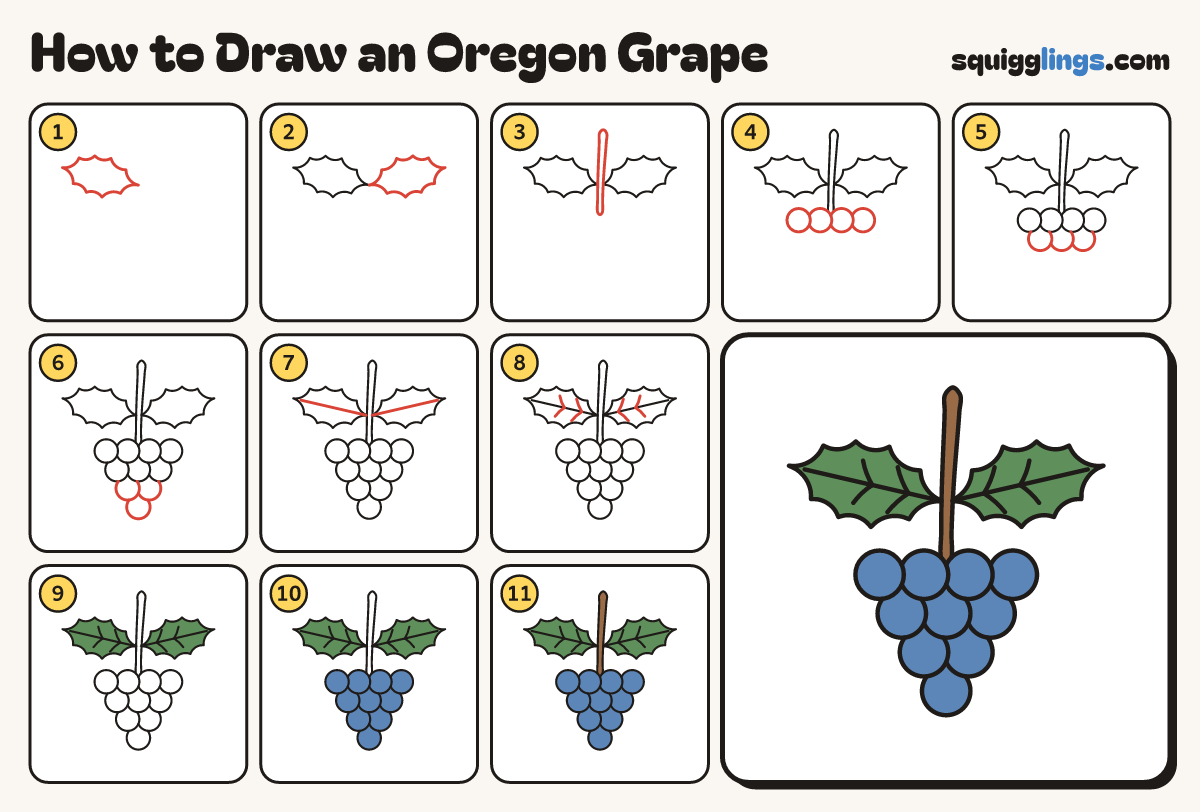 How to Draw an Oregon Grape step by step: all 11 steps in one picture