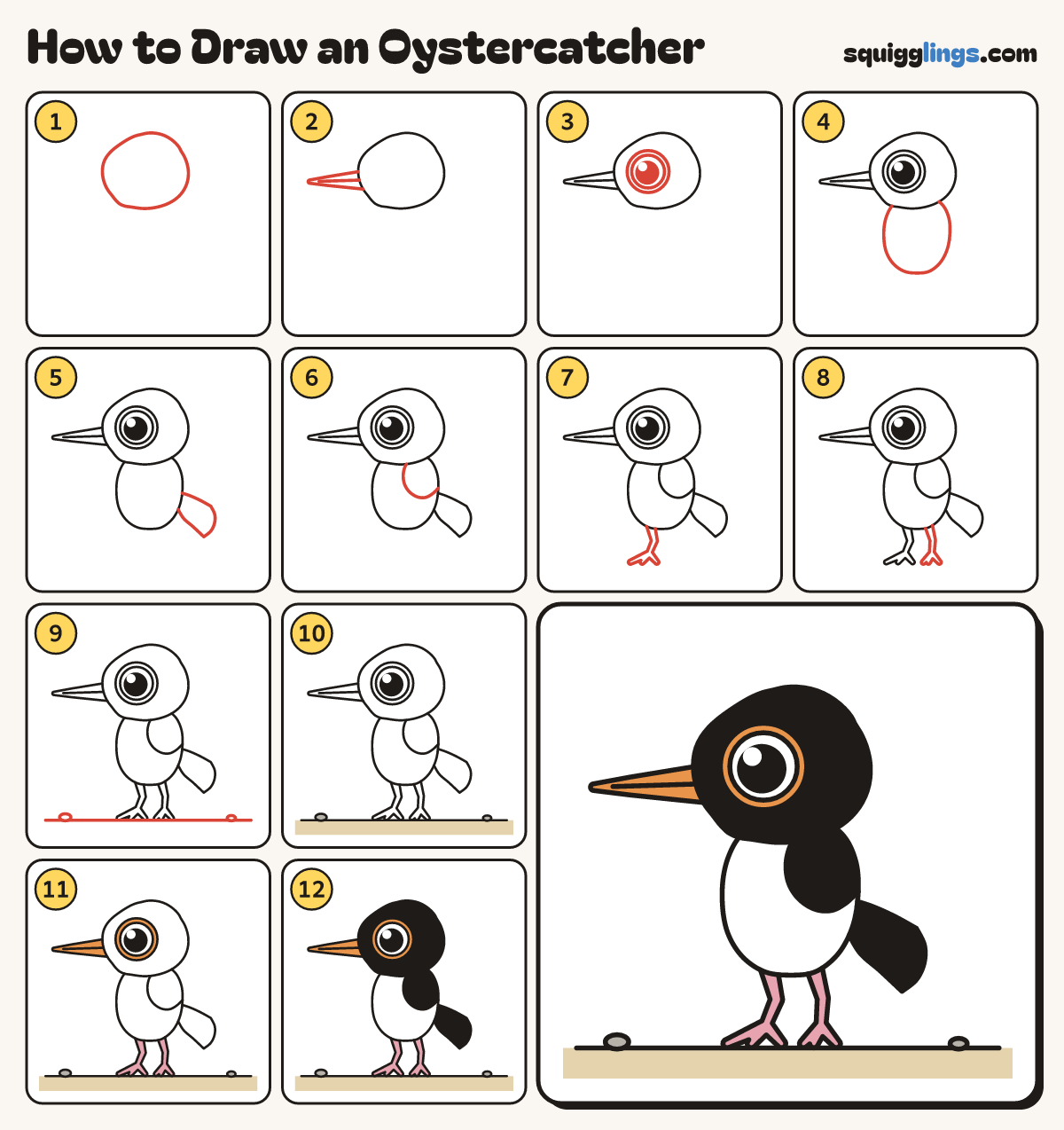 How to Draw an Oystercatcher step by step: all 12 steps in one picture
