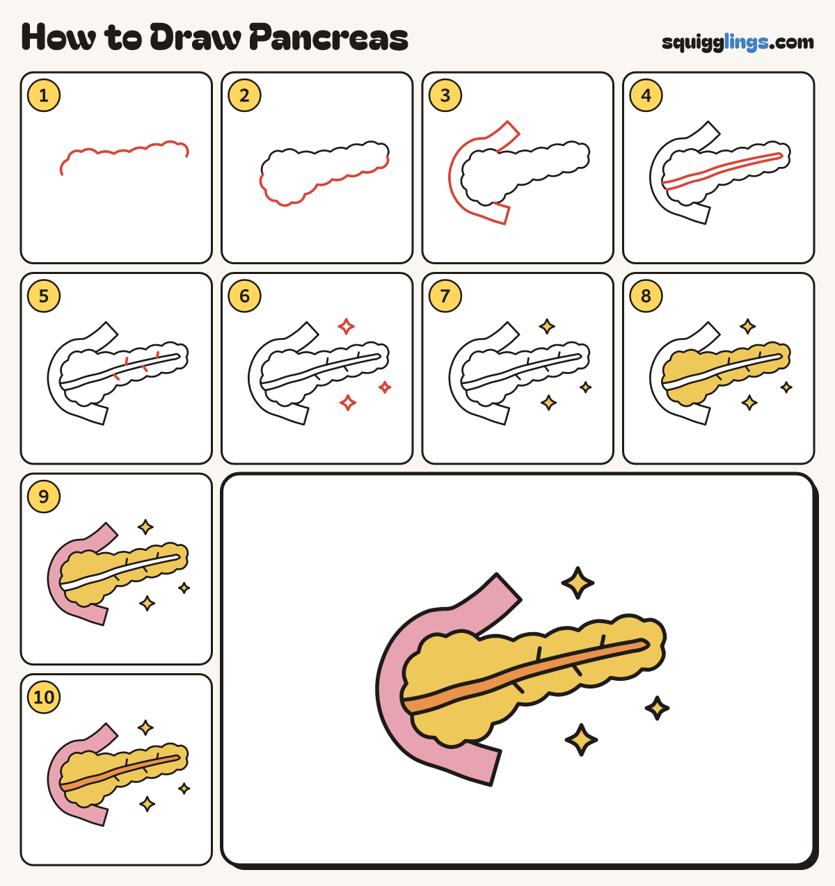 How to Draw Pancreas step by step: all 10 steps in one picture
