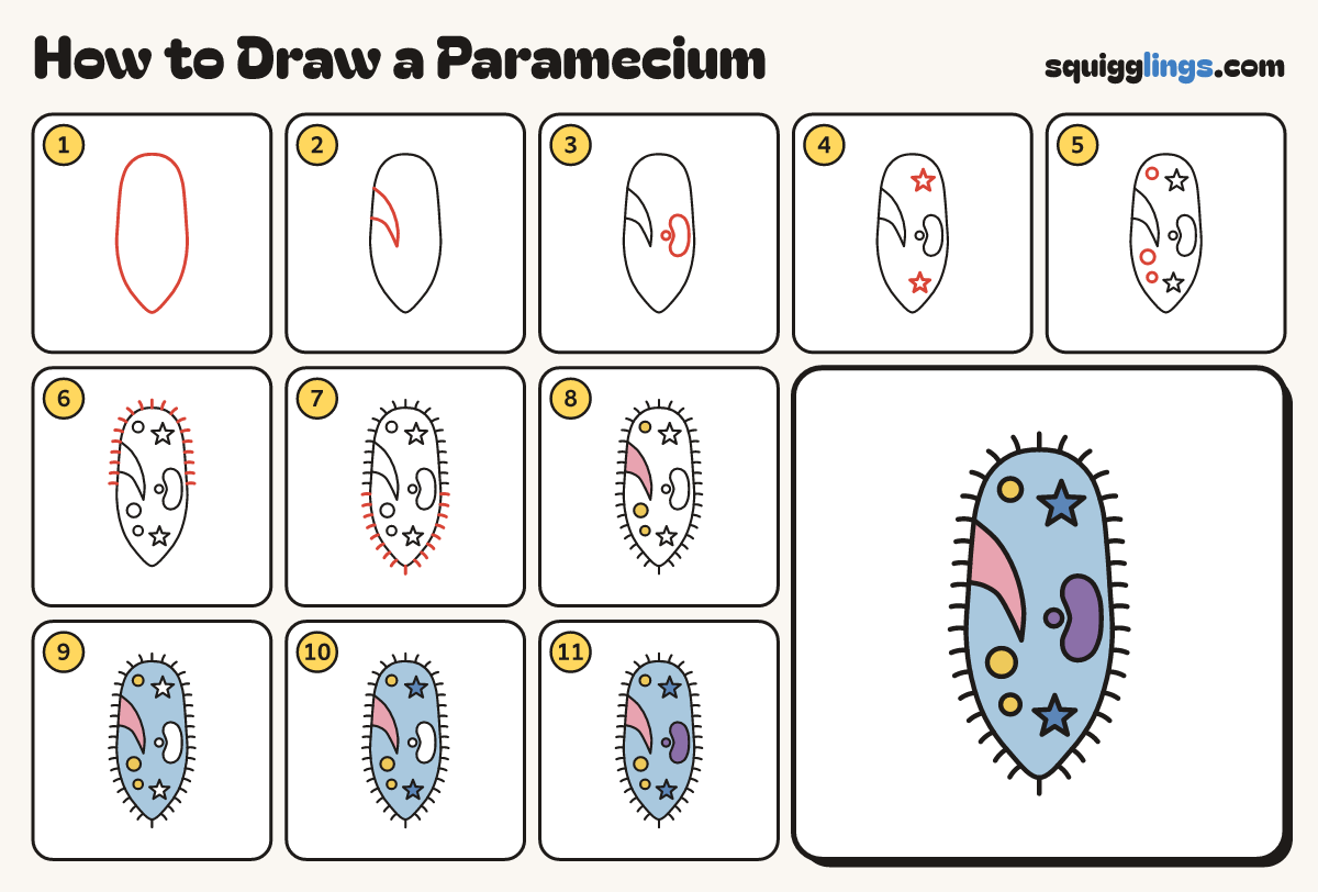 How to Draw a Paramecium step by step: all 11 steps in one picture