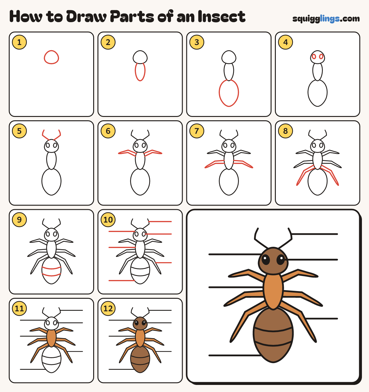 How to Draw Parts of an Insect step by step: all 12 steps in one picture