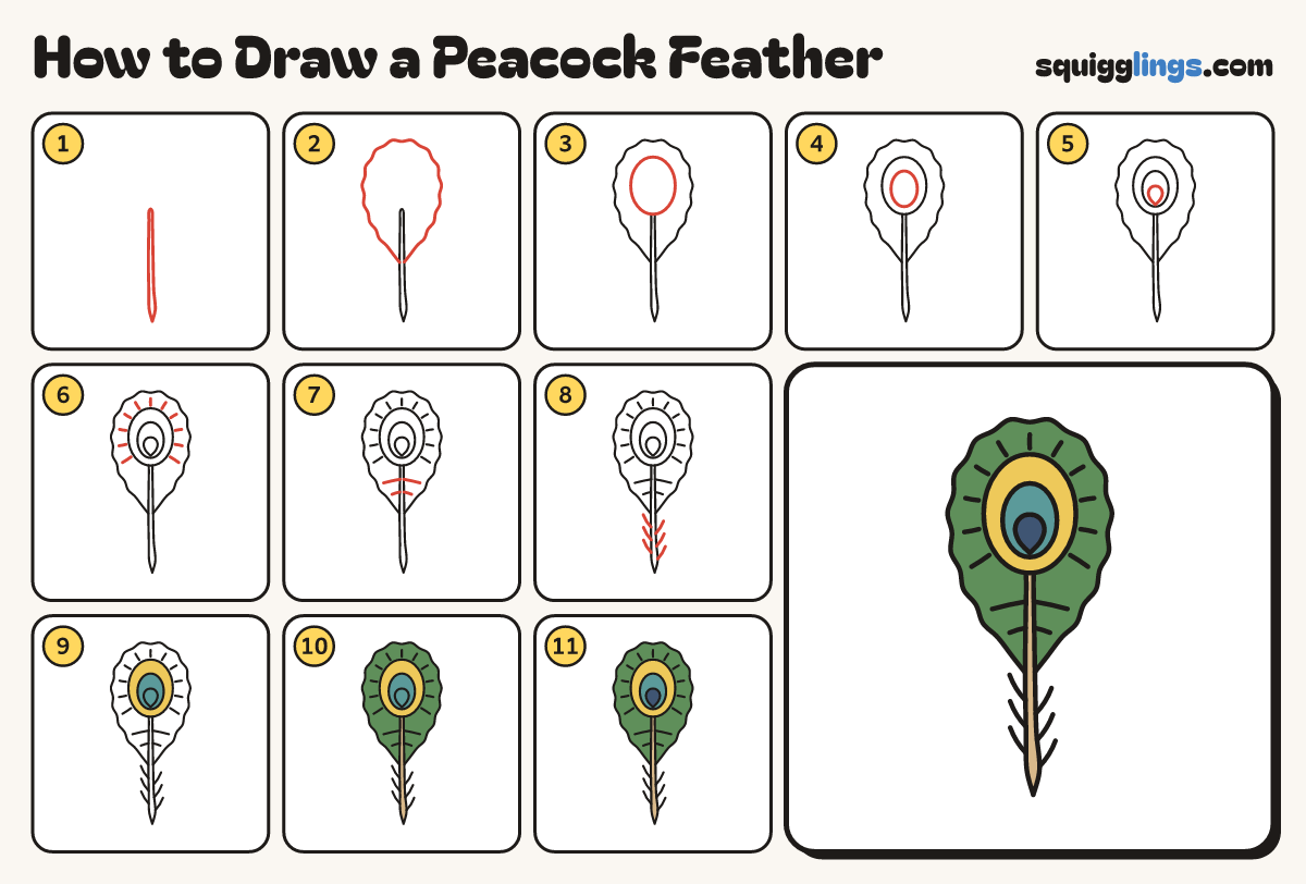How to Draw a Peacock Feather step by step: all 11 steps in one picture