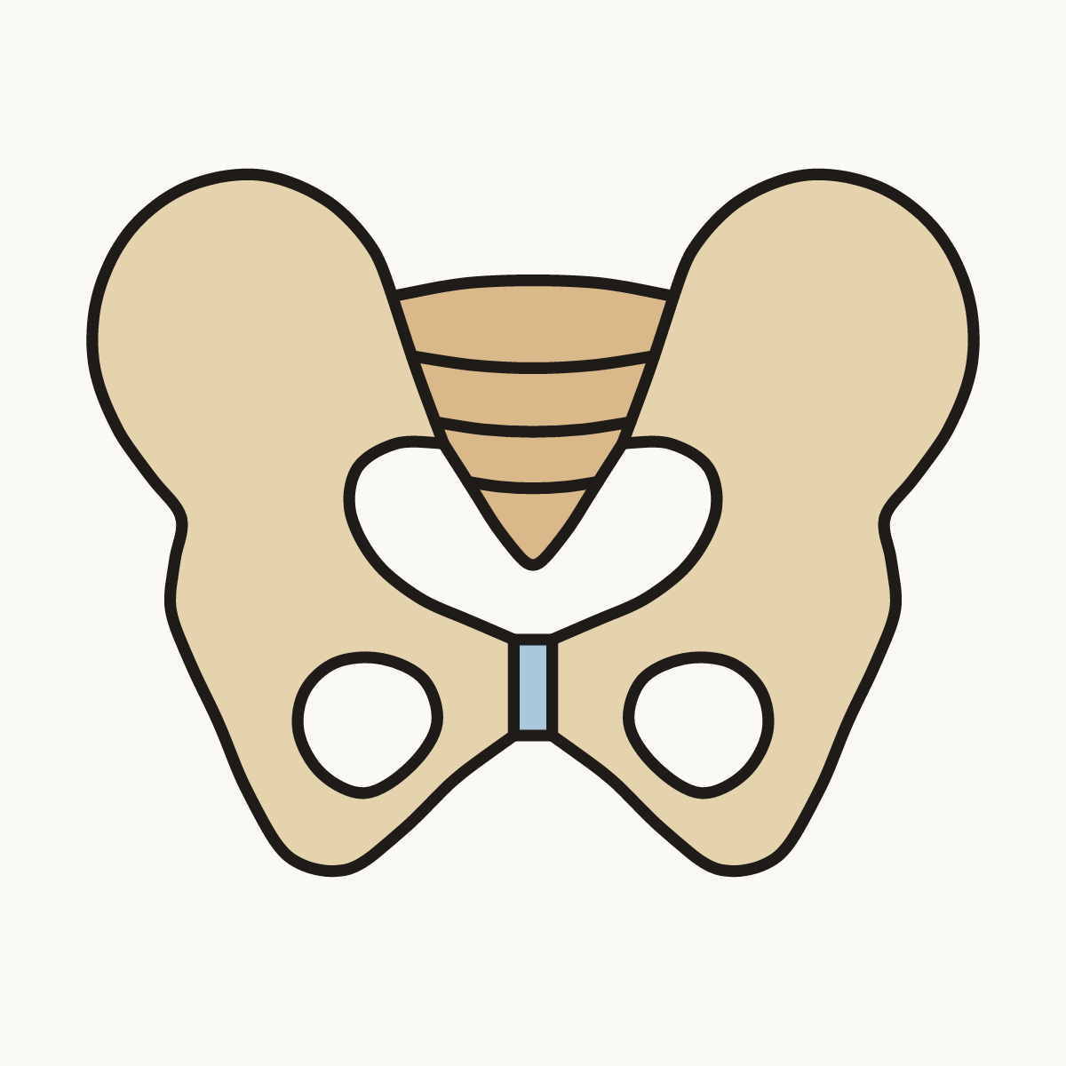 Finished drawing of a pelvis