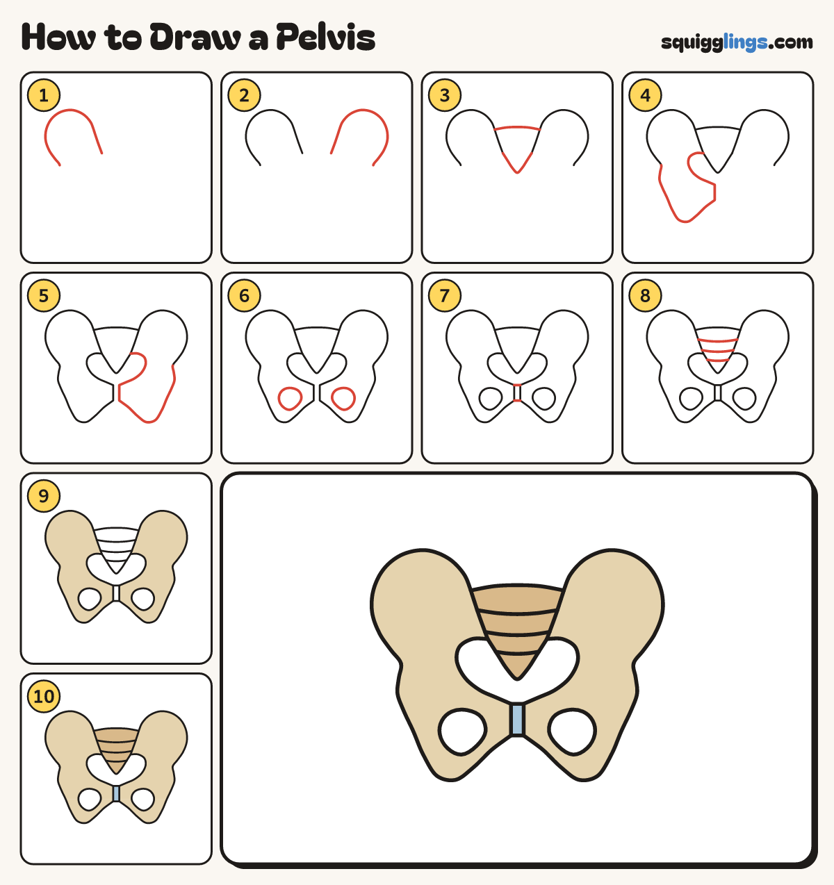 How to Draw a Pelvis step by step: all 10 steps in one picture