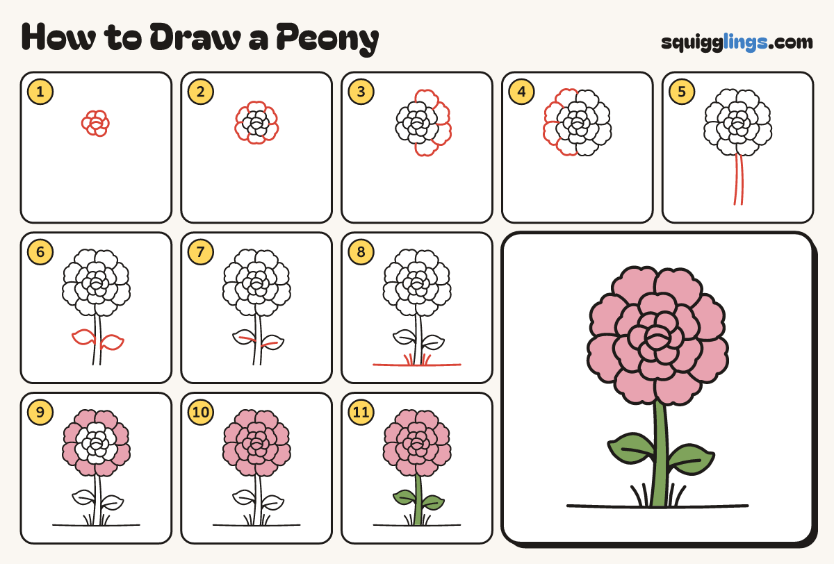 How to Draw a Peony step by step: all 11 steps in one picture