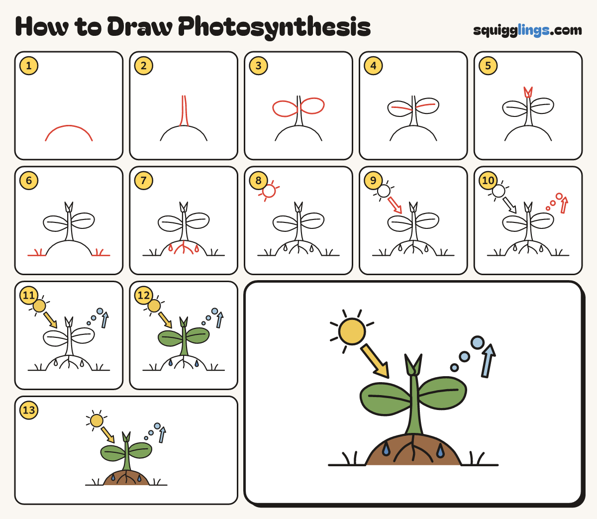 How to Draw Photosynthesis step by step: all 13 steps in one picture