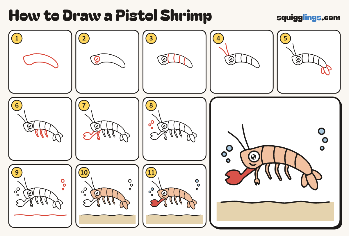 How to Draw a Pistol Shrimp step by step: all 11 steps in one picture