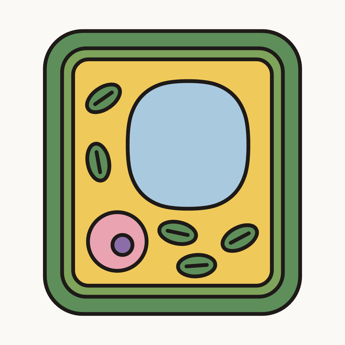 Finished drawing of a plant cell