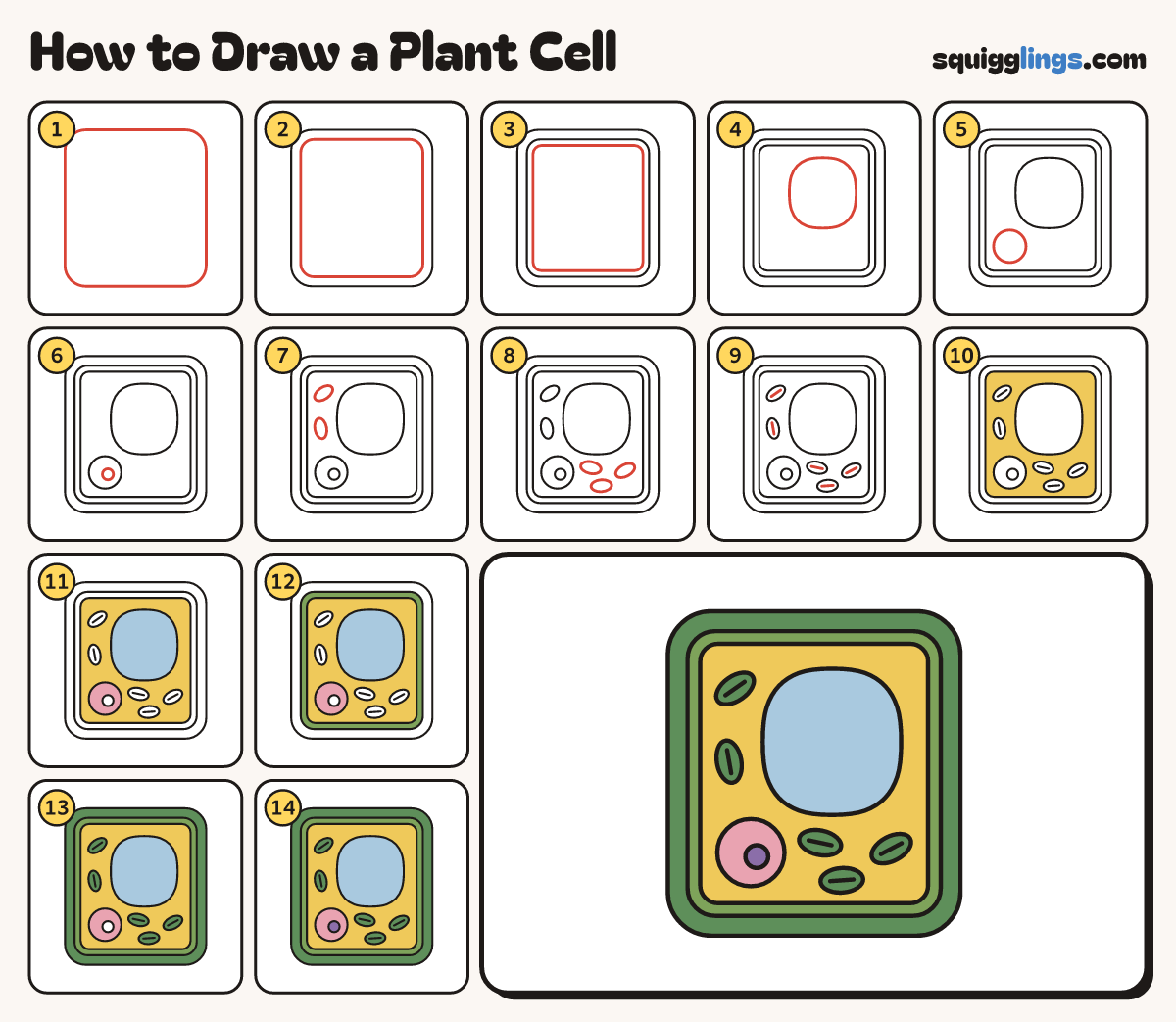How to Draw a Plant Cell step by step: all 14 steps in one picture