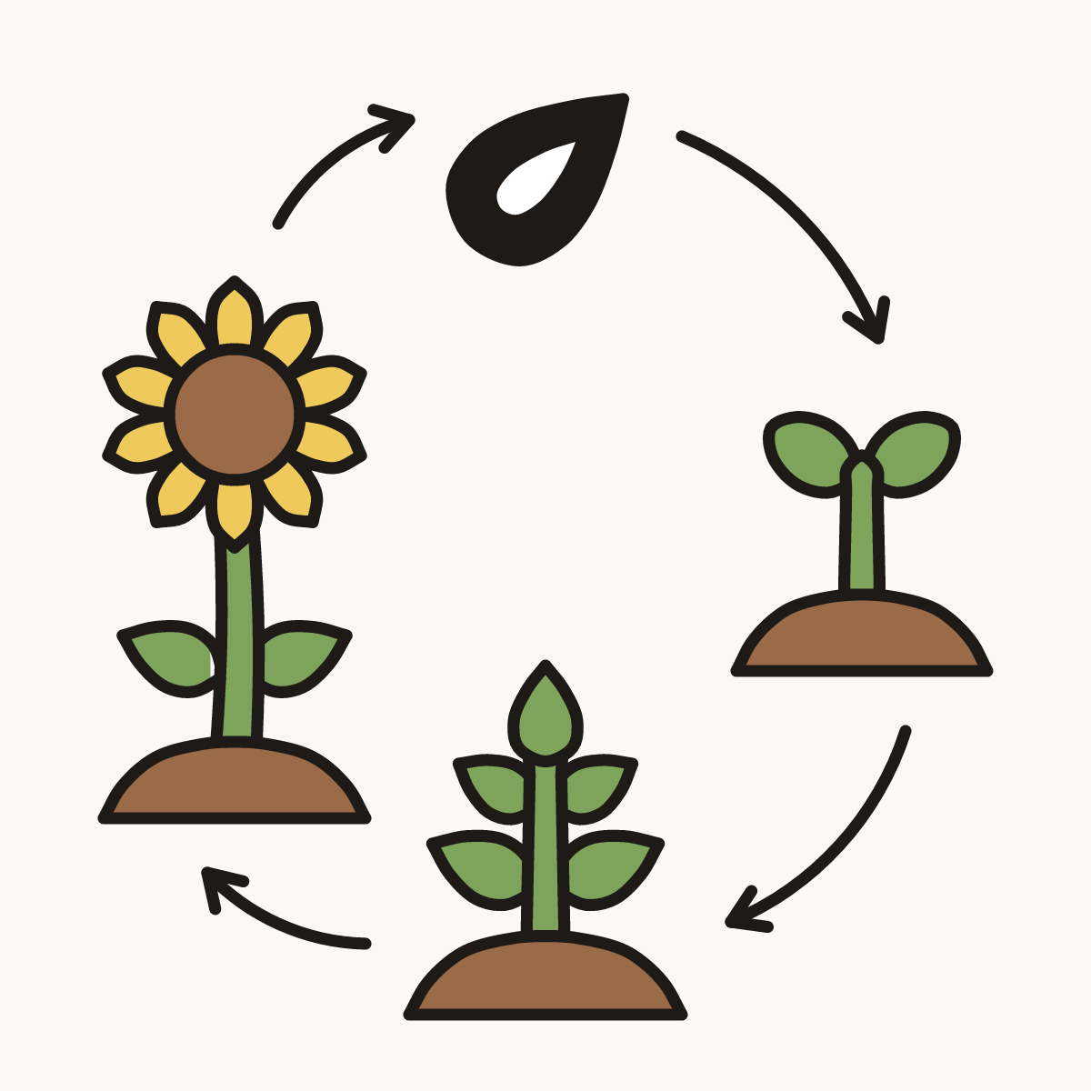 Finished drawing of a plant life cycle