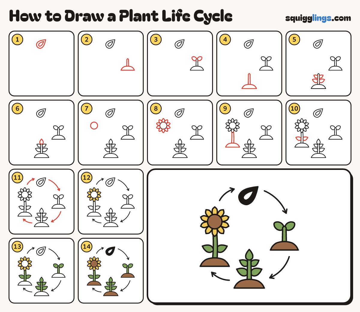 How to Draw a Plant Life Cycle step by step: all 14 steps in one picture