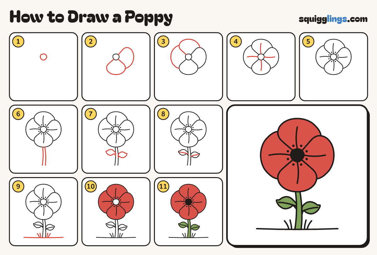 How to Draw a Poppy step by step: all 11 steps in one picture