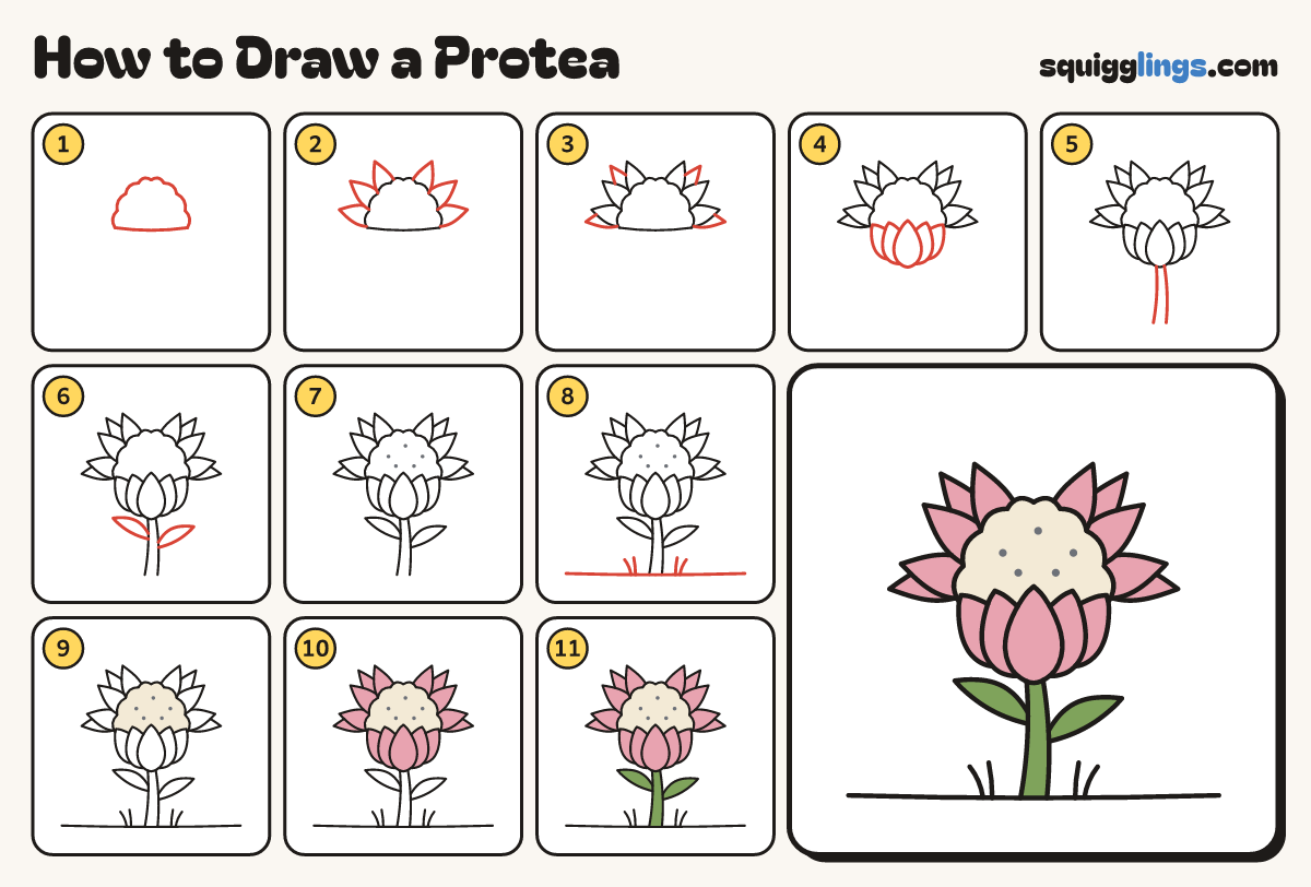 How to Draw a Protea step by step: all 11 steps in one picture