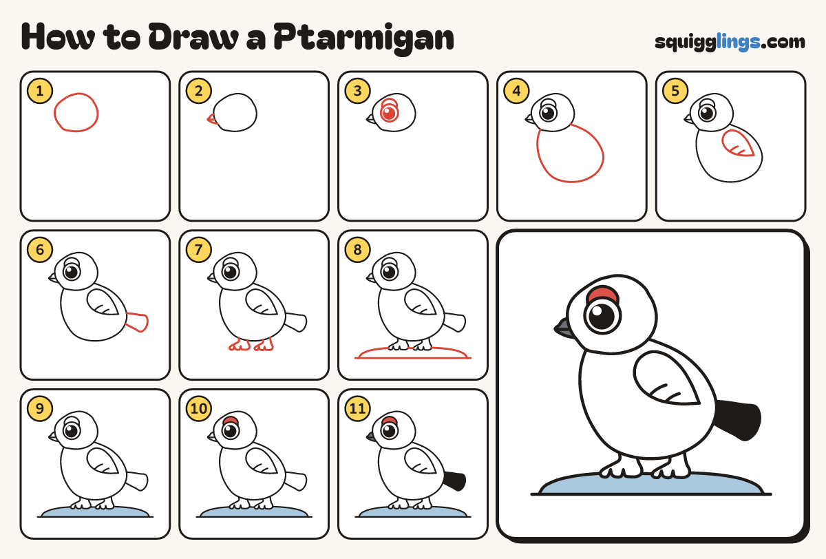How to Draw a Ptarmigan step by step: all 11 steps in one picture