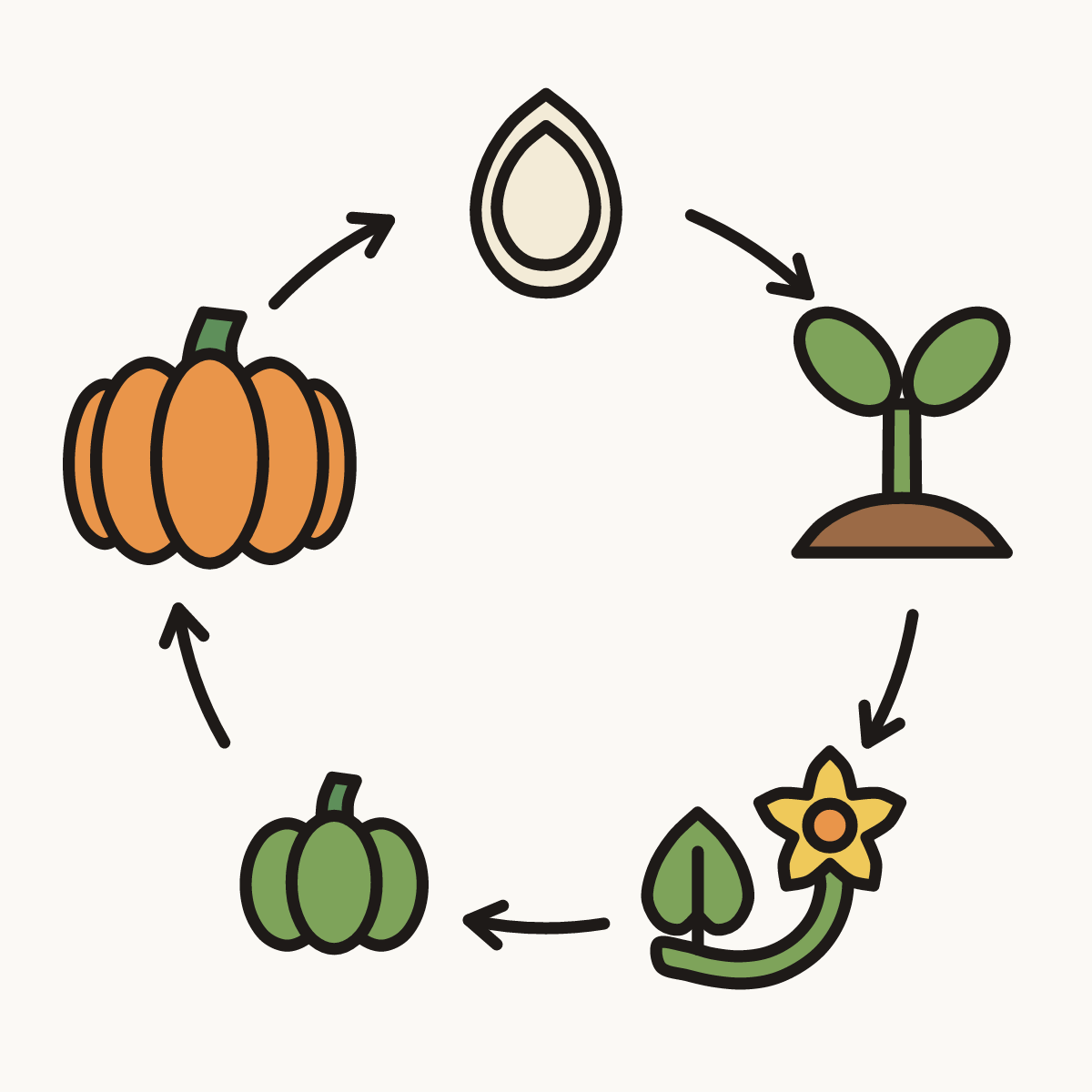 Finished drawing of a pumpkin life cycle