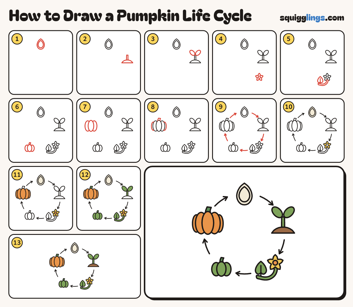 How to Draw a Pumpkin Life Cycle step by step: all 13 steps in one picture