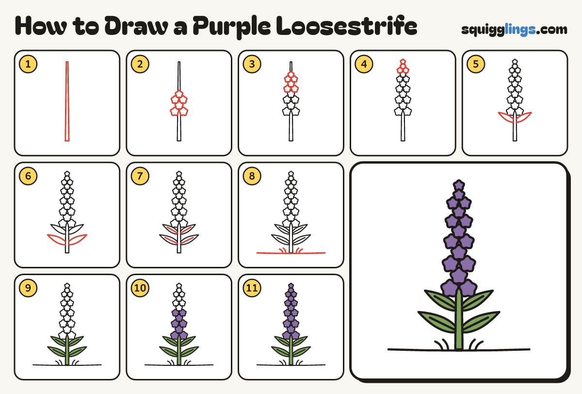 How to Draw a Purple Loosestrife step by step: all 11 steps in one picture