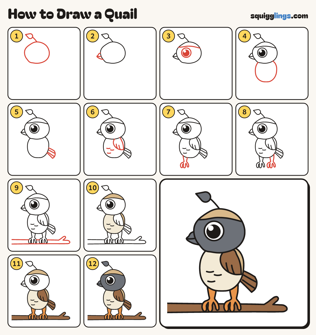 How to Draw a Quail step by step: all 12 steps in one picture