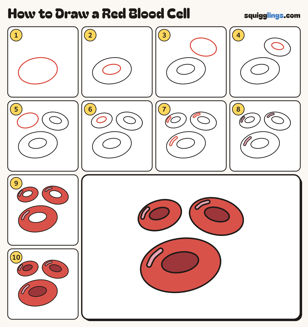 How to Draw a Red Blood Cell step by step: all 10 steps in one picture