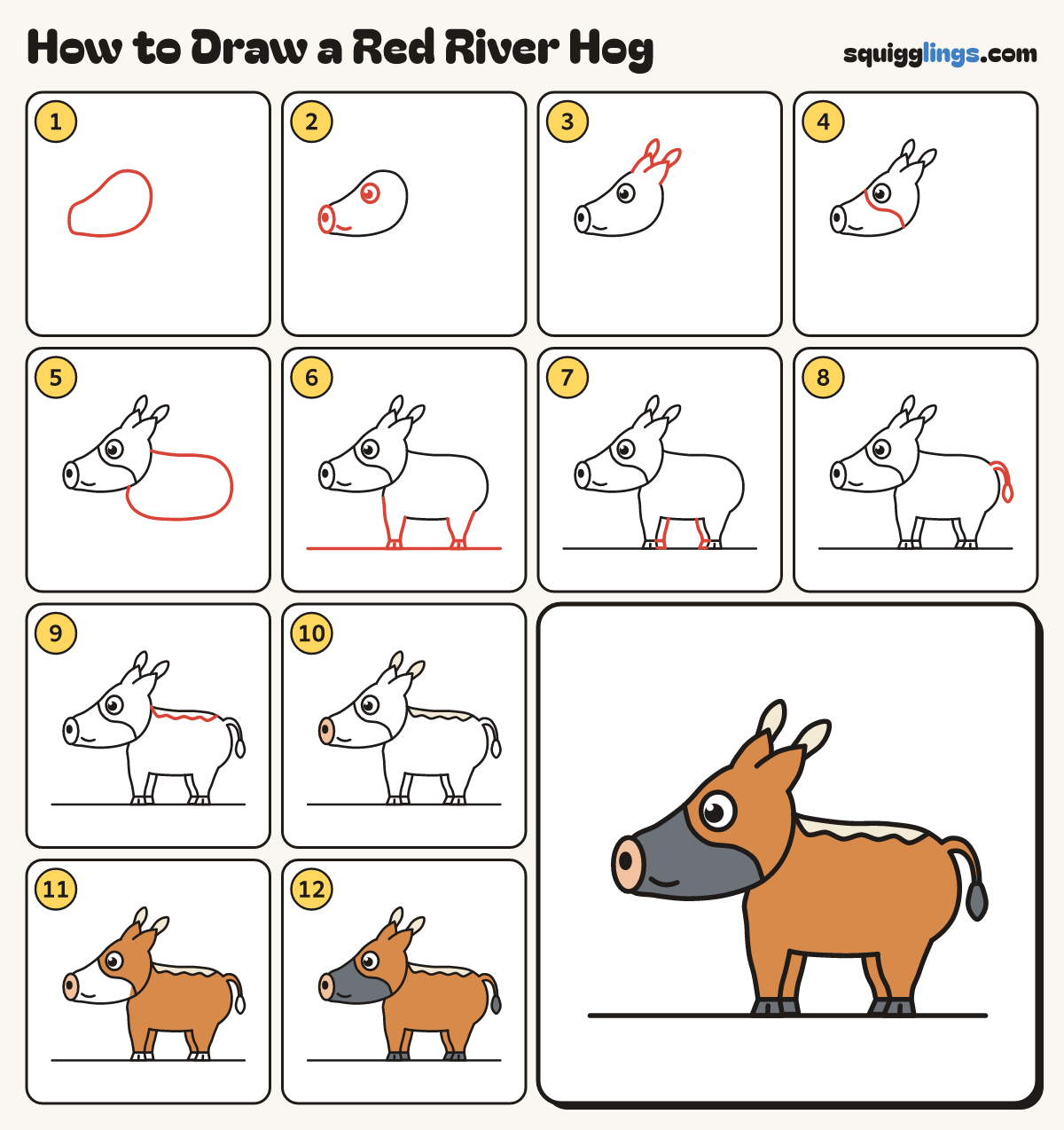 How to Draw a Red River Hog step by step: all 12 steps in one picture