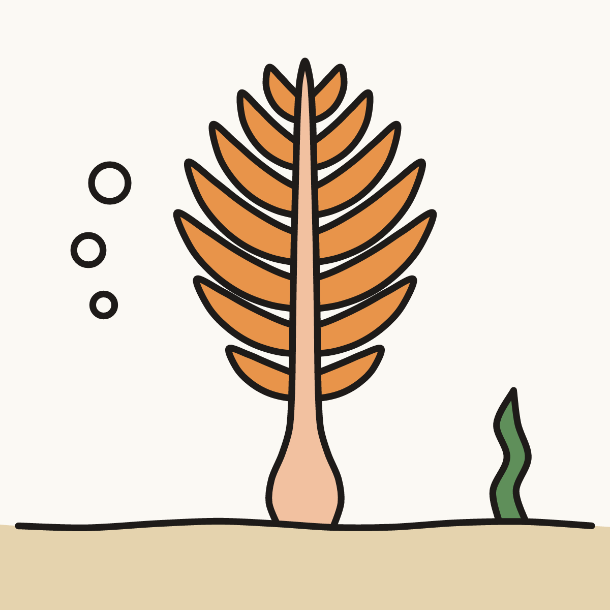 Finished drawing of a sea pen
