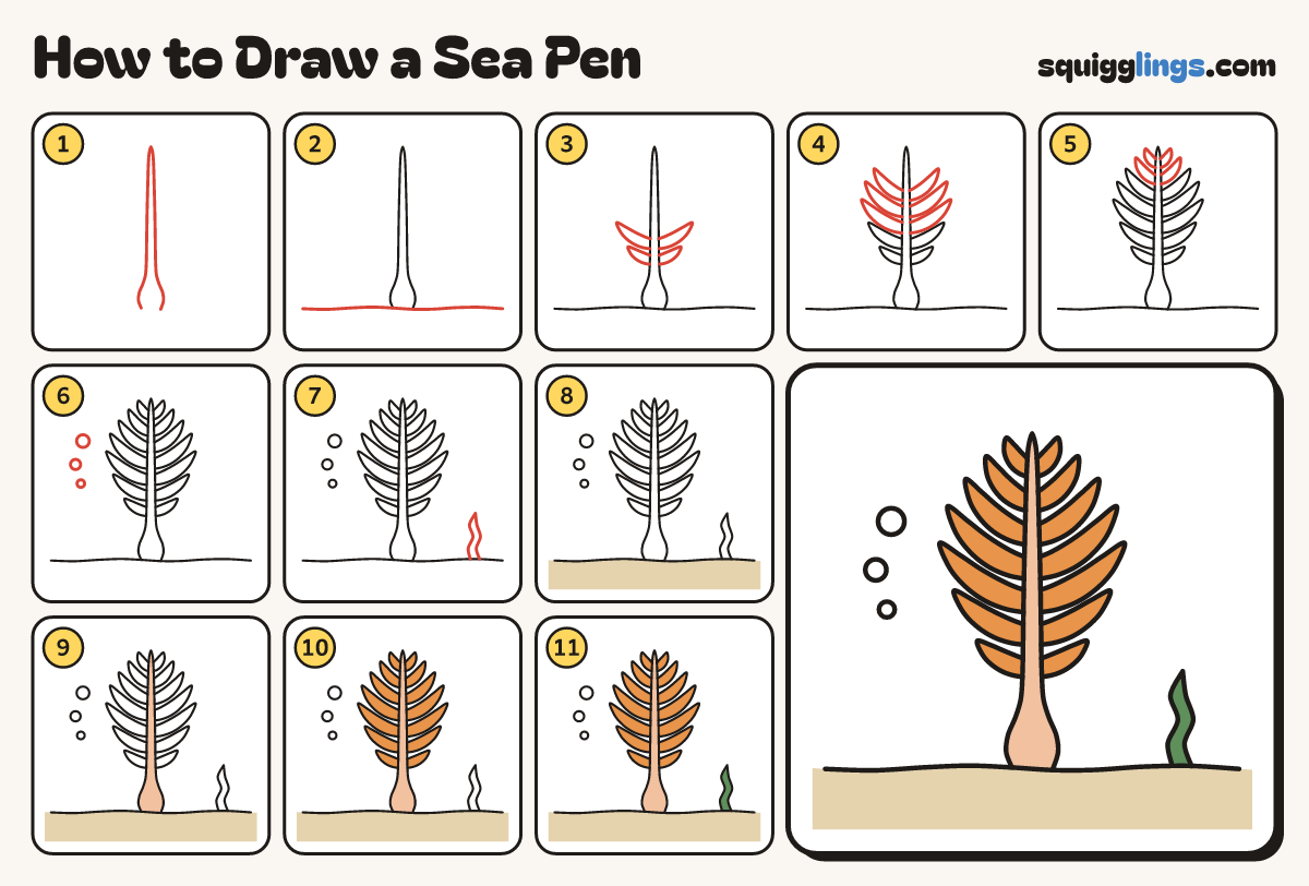 How to Draw a Sea Pen step by step: all 11 steps in one picture