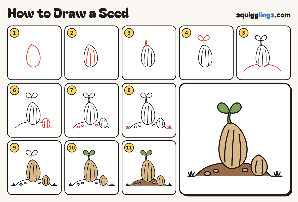 How to Draw a Seed step by step: all 11 steps in one picture