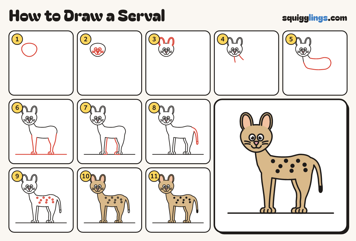 How to Draw a Serval step by step: all 11 steps in one picture