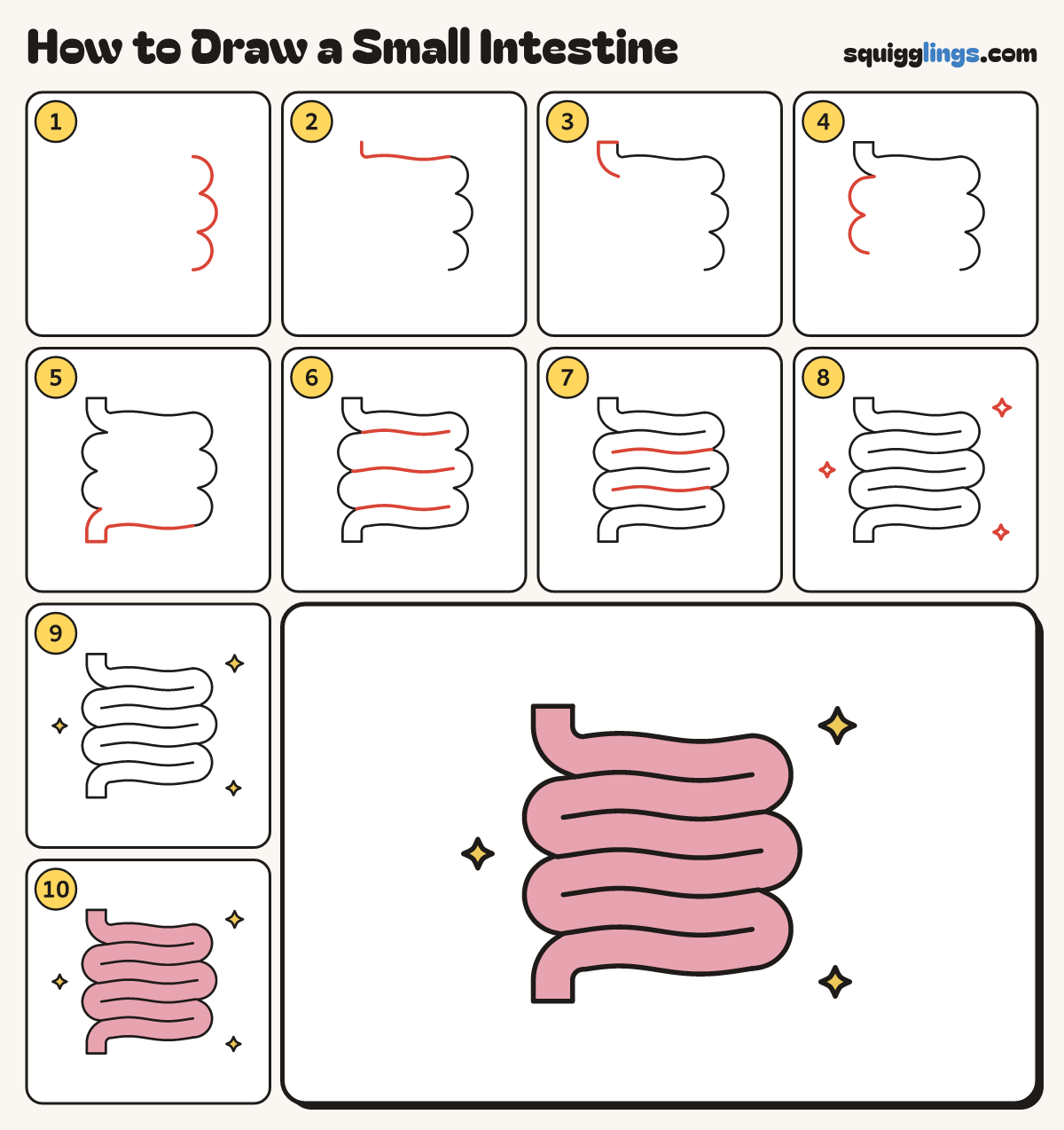 How to Draw a Small Intestine step by step: all 10 steps in one picture