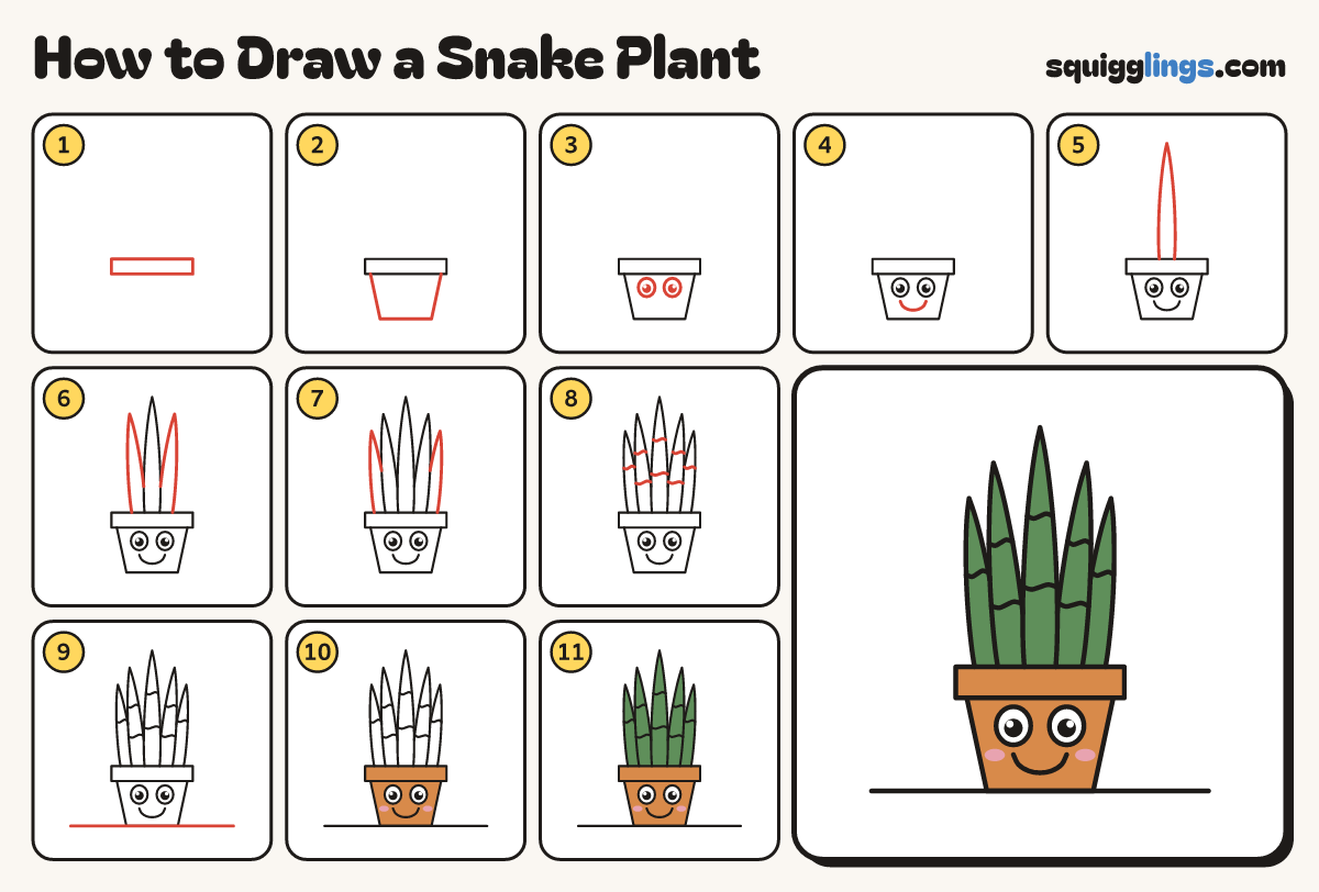 How to Draw a Snake Plant step by step: all 11 steps in one picture
