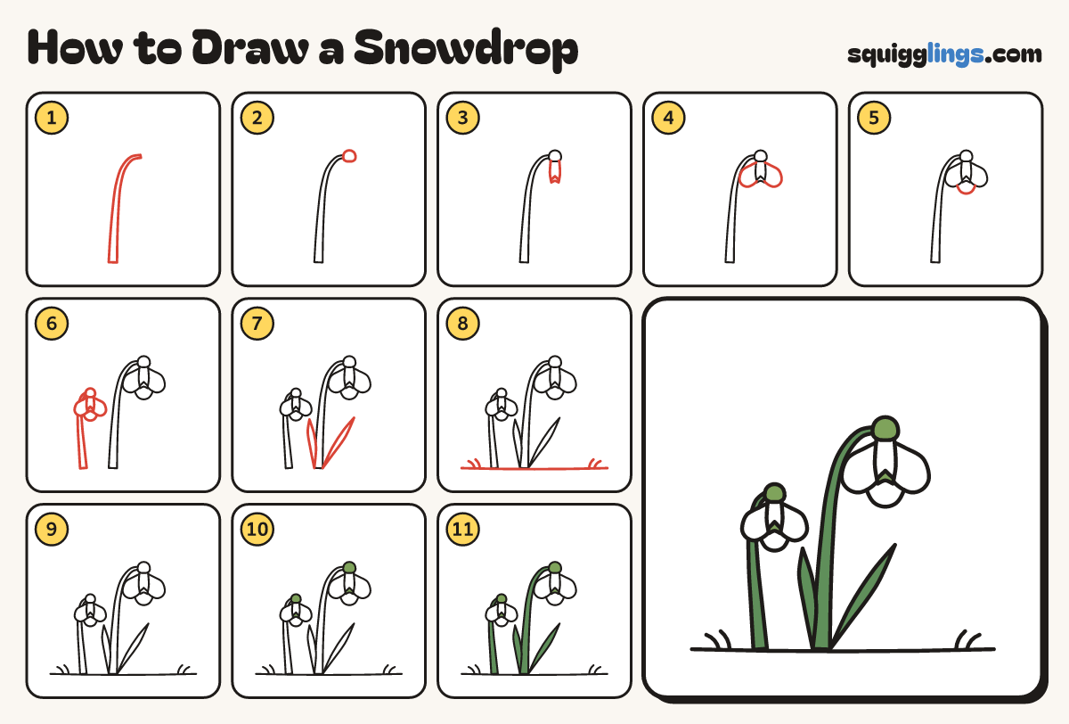 How to Draw a Snowdrop step by step: all 11 steps in one picture