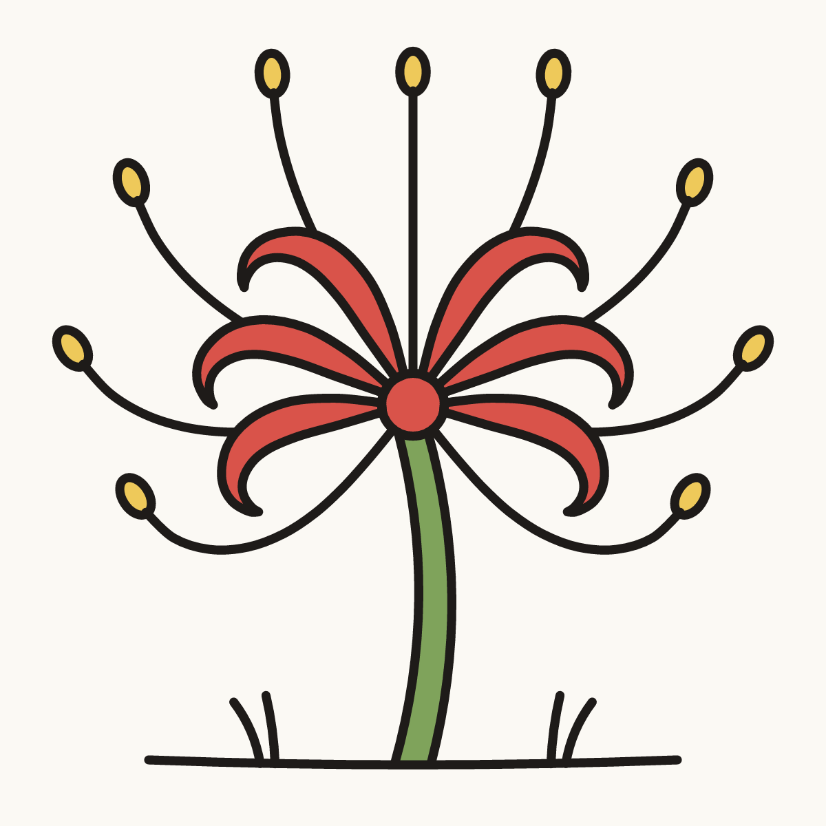 Finished drawing of a spider lily