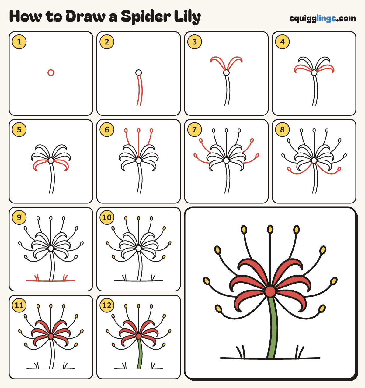 How to Draw a Spider Lily step by step: all 12 steps in one picture