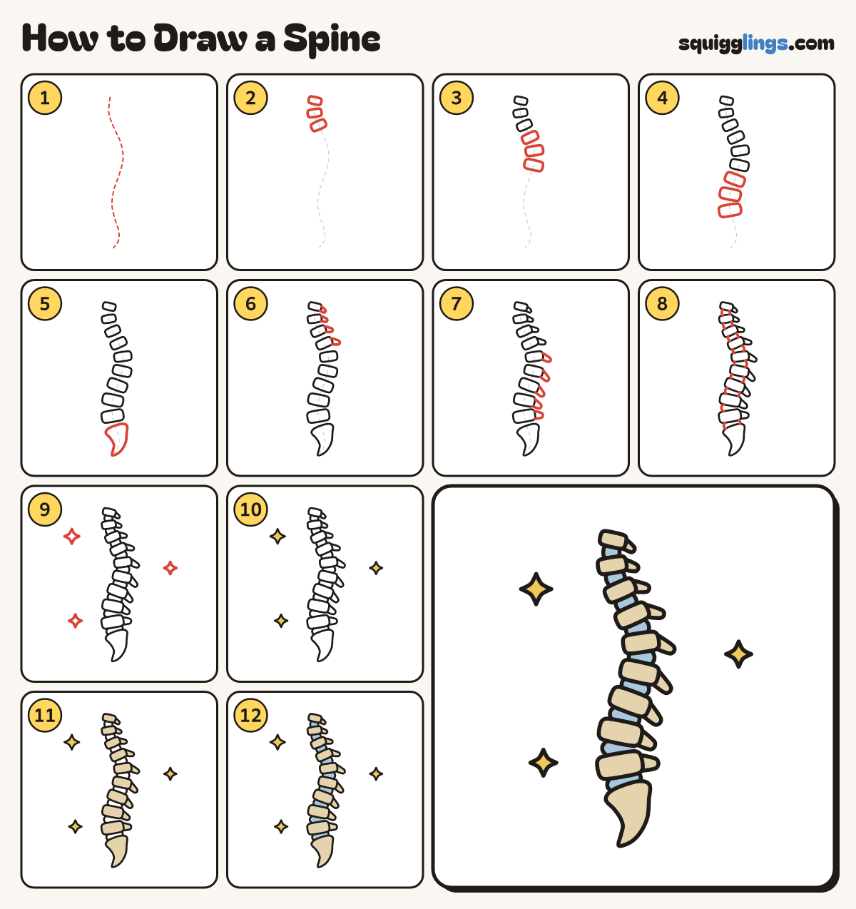 How to Draw a Spine step by step: all 12 steps in one picture