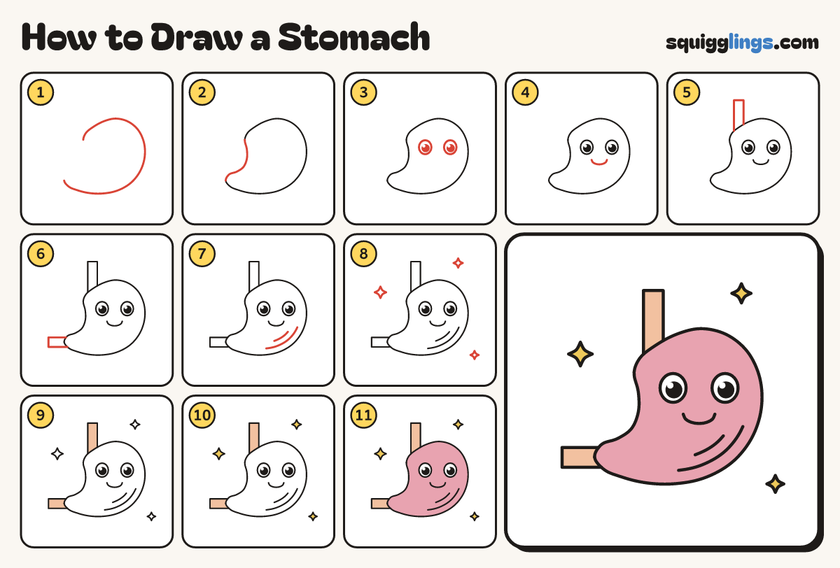 How to Draw a Stomach step by step: all 11 steps in one picture