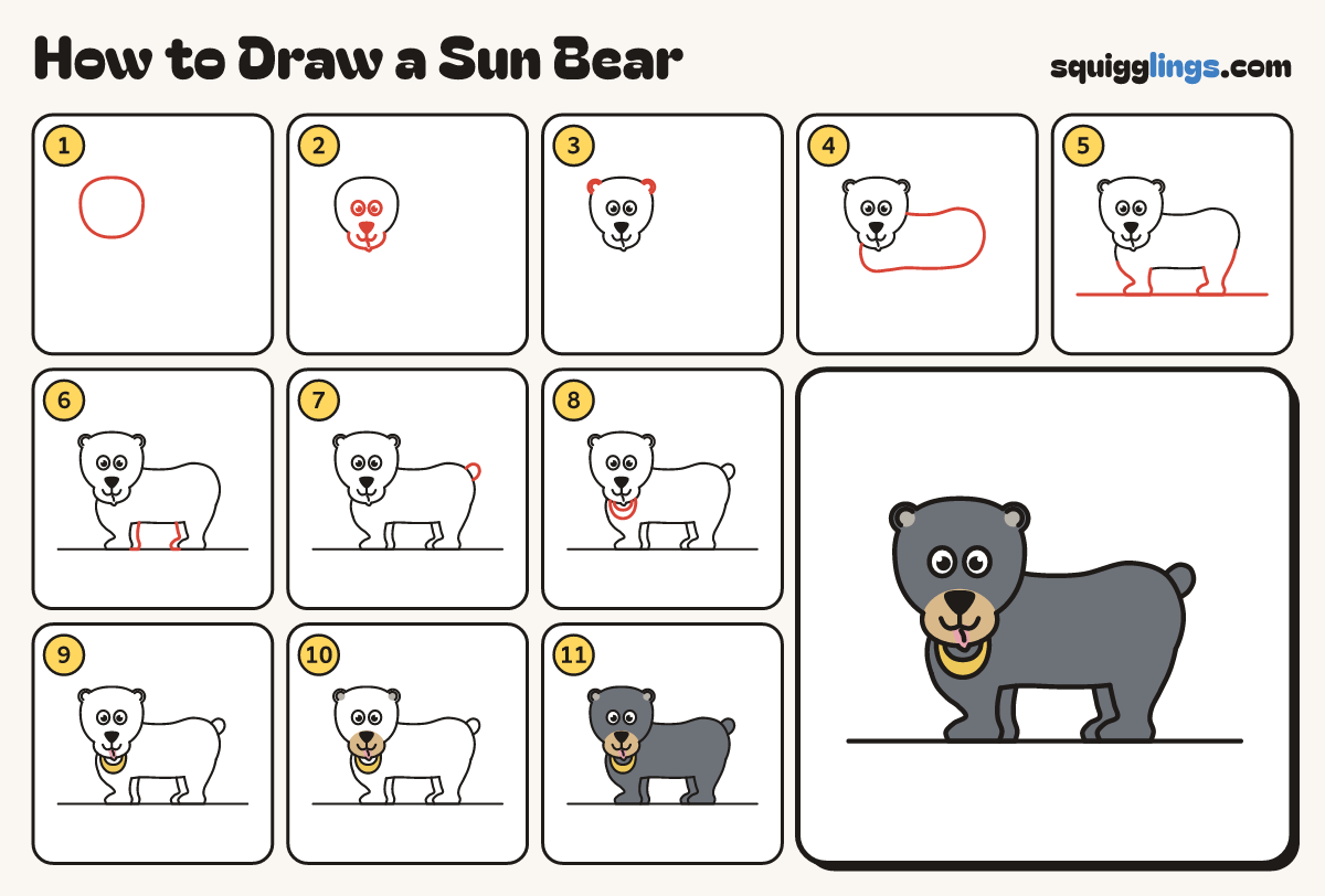 How to Draw a Sun Bear step by step: all 11 steps in one picture